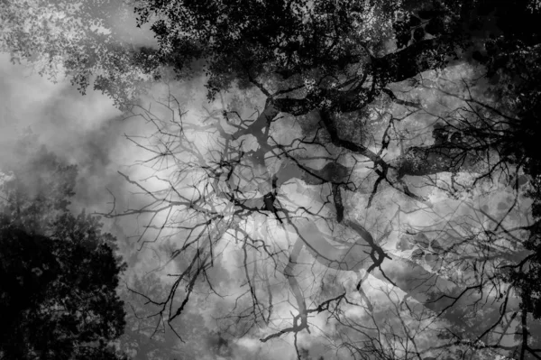 Чорно Біле Фото Дерева Великою Кількістю Листя — стокове фото