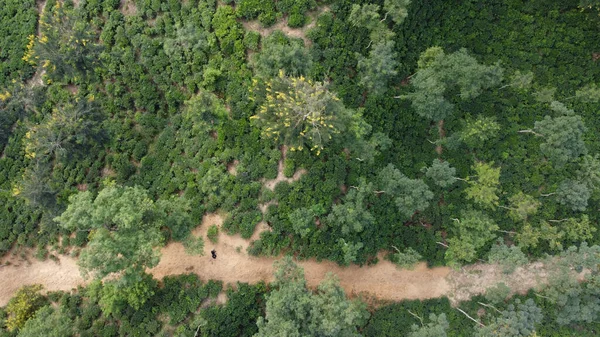 Vista Aérea Floresta Nas Montanhas — Fotografia de Stock