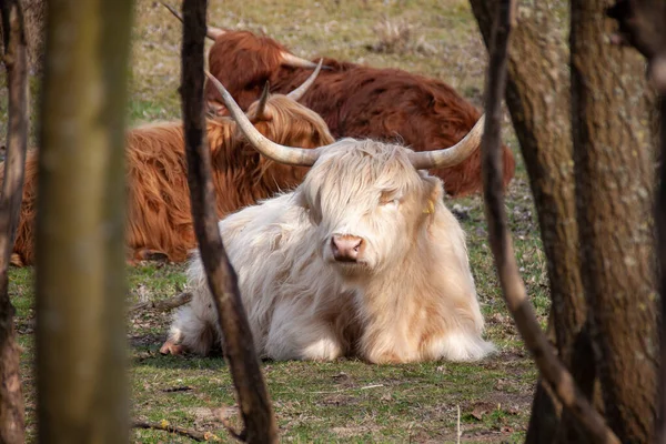 Una Vaca Pelo Castaño Joven Bosque —  Fotos de Stock