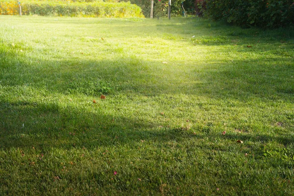 Grönt Gräs Parken — Stockfoto