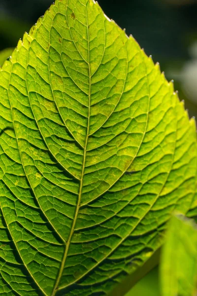 Hojas Verdes Flora Follaje — Foto de Stock