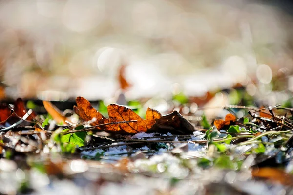 Hojas Otoño Bosque — Foto de Stock