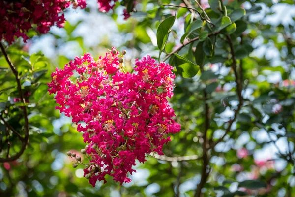 Flores Florecientes Hermosas Jardín — Foto de Stock