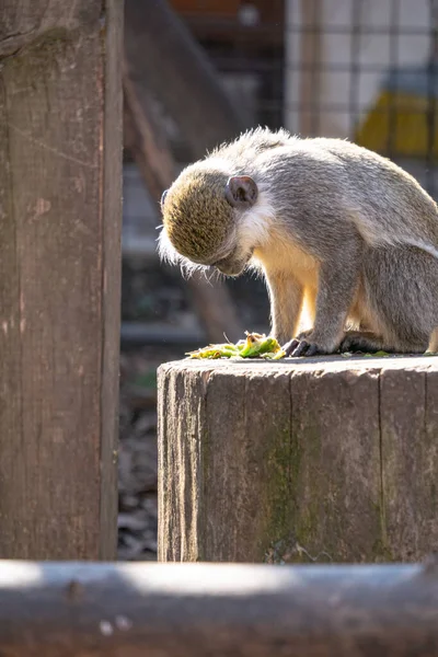 Pequeno Esquilo Zoológico — Fotografia de Stock