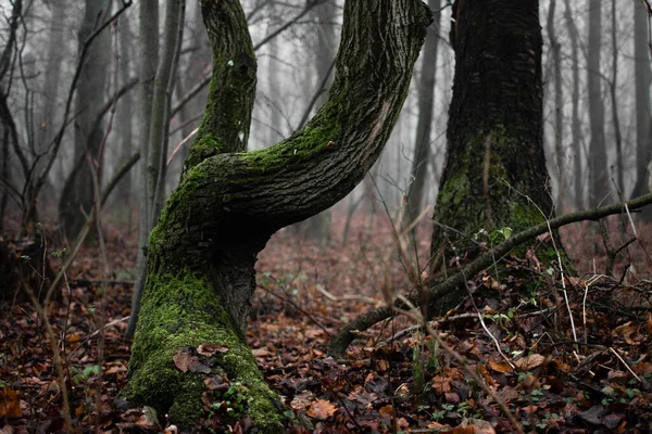 Beau Cliché Arbre Dans Forêt — Photo