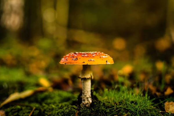 Légy Agaric Gomba Erdőben — Stock Fotó