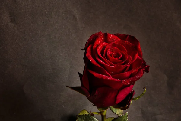 Rote Rose Auf Dunklem Hintergrund — Stockfoto
