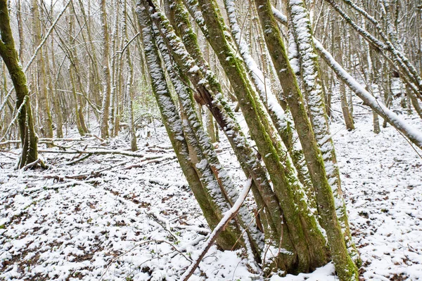 Όμορφο Δάσος Χειμώνα Χιόνι — Φωτογραφία Αρχείου
