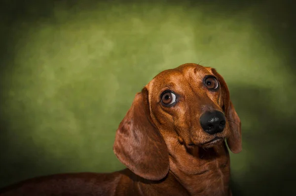 Beautiful Red Dachshund Dog Portrait — Stock Photo, Image