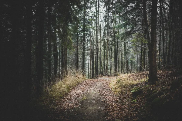 Sabah Güzel Bir Orman — Stok fotoğraf