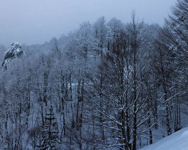 冰雪覆盖的冬季景观 — 图库照片