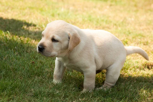 Çimlerin Üzerinde Sevimli Bir Köpek — Stok fotoğraf