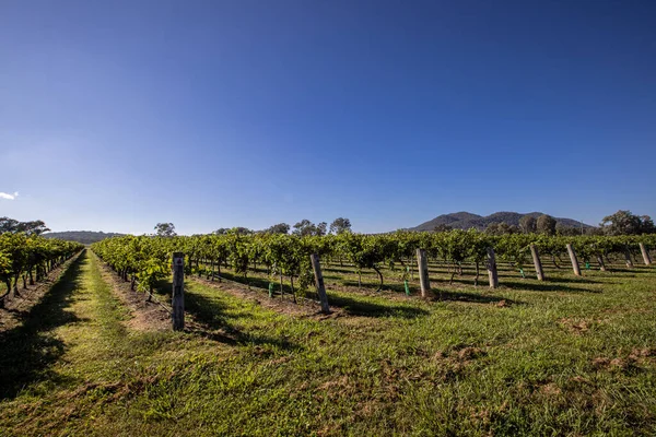 意大利基安提地区的葡萄园 — 图库照片