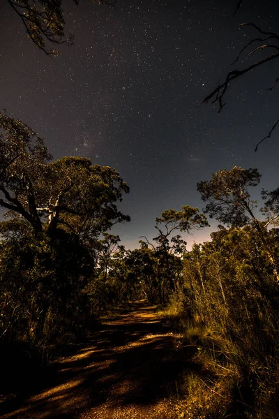 Hermoso Cielo Nocturno Con Árboles Estrellas — Foto de Stock