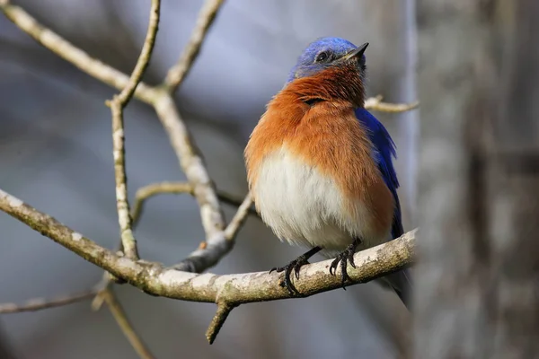 Oiseau Sur Une Branche — Photo