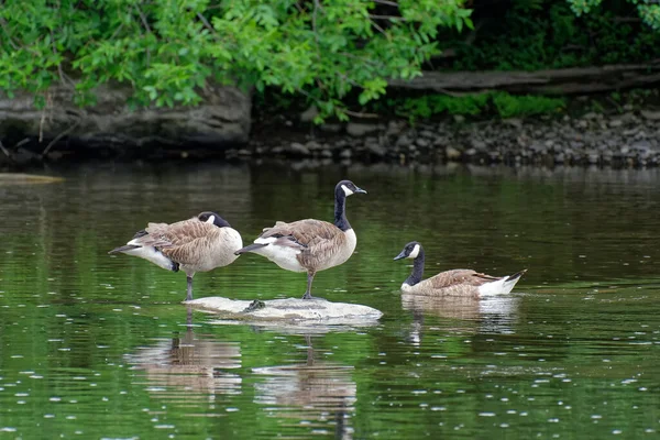 Weiße Schwäne Schwimmen Teich — Stockfoto