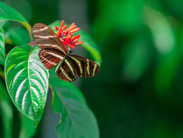 Hermosa Mariposa Sobre Una Hoja Verde —  Fotos de Stock