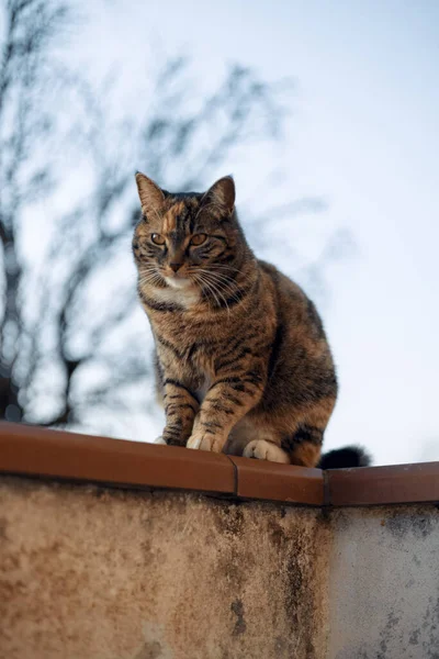 Gato Sentado Rua — Fotografia de Stock