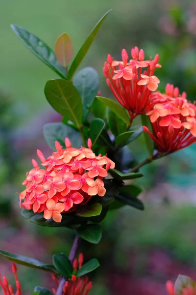 Vacker Botanisk Skott Naturliga Tapeter — Stockfoto