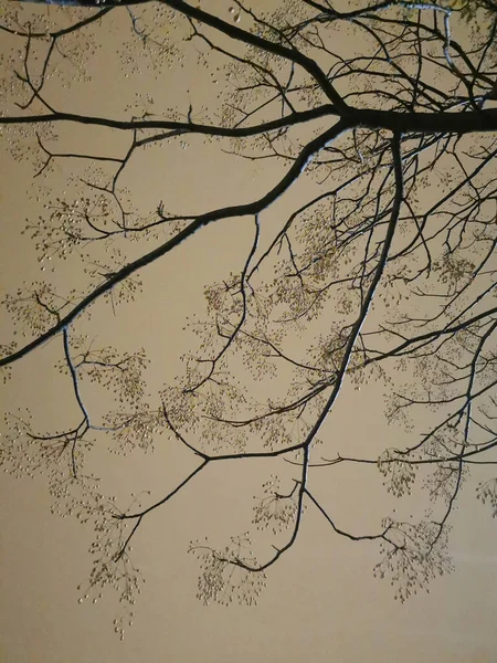 Branches Arbres Sur Fond Sombre — Photo