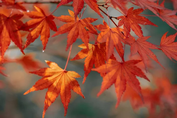 Feuilles Automne Dans Forêt — Photo