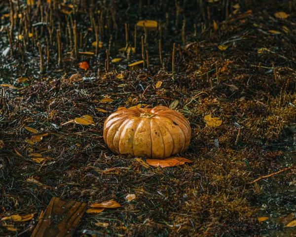 Calabaza Halloween Sobre Fondo Hojas Otoño —  Fotos de Stock