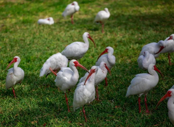 Pájaros Blancos Hierba —  Fotos de Stock