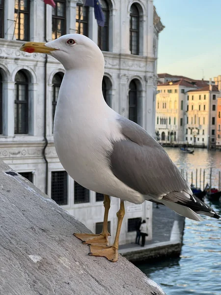 Gabbiano Sul Tetto Della Città Venezia Italia — Foto Stock