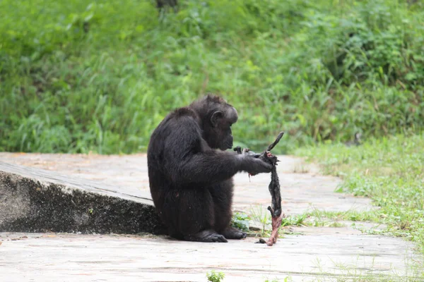 Pequeno Gorila Marrom Está Comendo Bambu — Fotografia de Stock