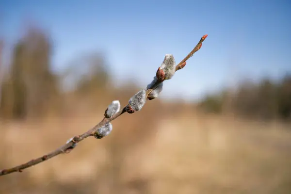 가지에 꽃봉오리가 — 스톡 사진