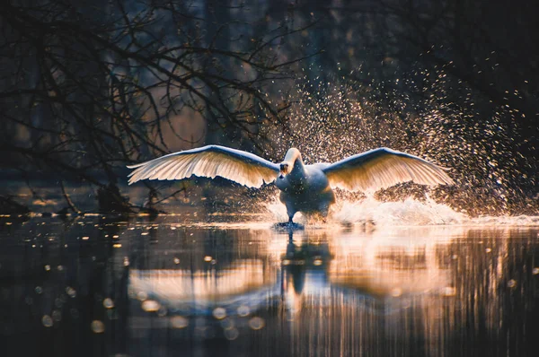 Beau Cygne Blanc Dans Eau — Photo