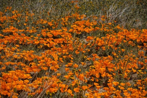 Schöne Blumen Garten — Stockfoto