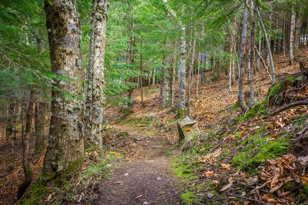 Bela Floresta Nas Montanhas Fundo Natureza — Fotografia de Stock