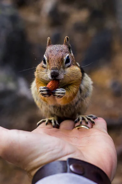 Veveriță Mănâncă Nuci Pădure Fundalul Naturii — Fotografie, imagine de stoc