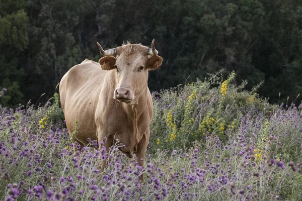 Una Vaca Campo Sobre Fondo Natural — Foto de Stock