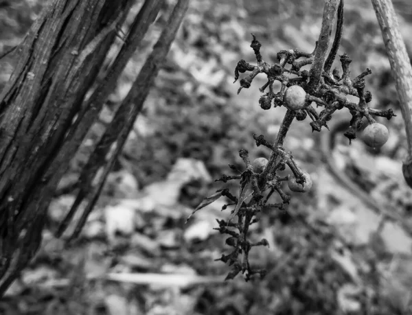 Black White Photo Tree Forest — Stock Photo, Image