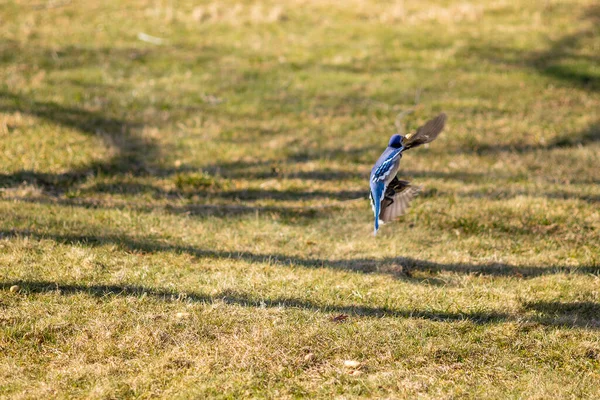 Beau Cliché Oiseau Dans Parc — Photo