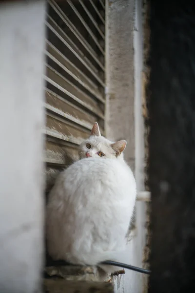 Gato Calle Fondo Cerca — Foto de Stock