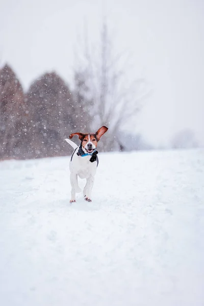 Собака Снегу Фоне Природы — стоковое фото