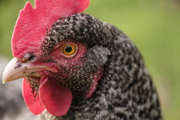 Portrait Young Beautiful Rooster — ストック写真