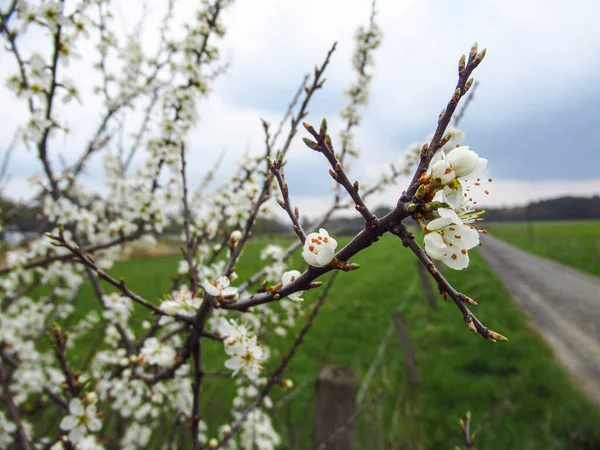 Piękne Wiosenne Kwiaty Ogrodzie Tle Natury — Zdjęcie stockowe