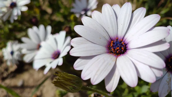 Schöne Blumen Garten Auf Naturhintergrund — Stockfoto