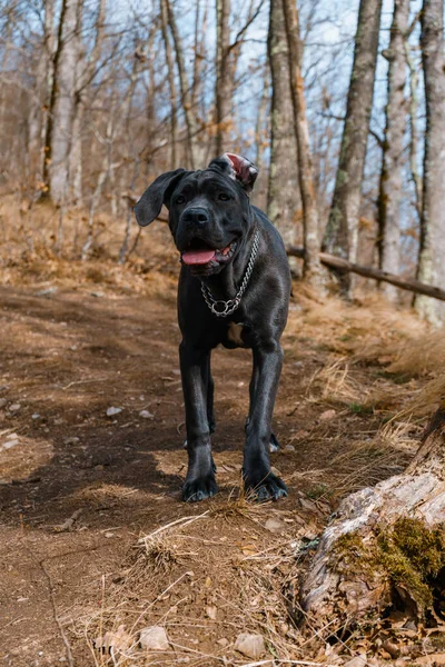 Чорний Собака Лісі Фоні Природи — стокове фото