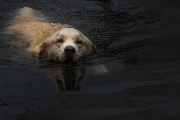 Собака Воді Фоні Природи — стокове фото