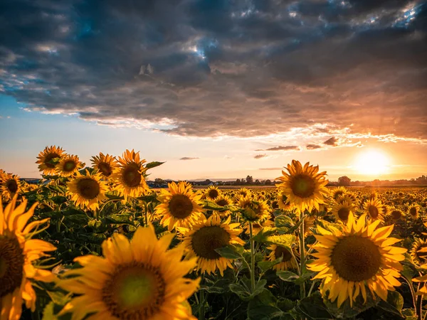 Schöne Sonnenblumen Feld Sonnenuntergang Auf Natur Hintergrund — Stockfoto