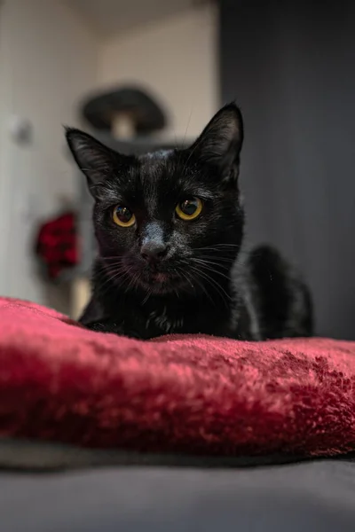 Чорний Кіт Фоні Крупним Планом — стокове фото