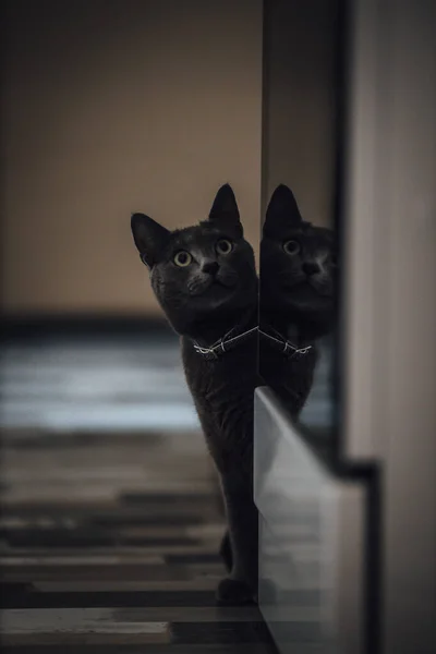 Чорний Кіт Фоні Природи — стокове фото