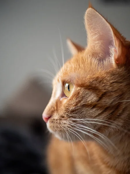 Röd Katt Med Vackra Ögon Bakgrunden Närbild — Stockfoto