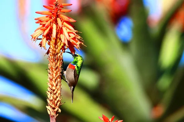 Hermoso Colibrí Flora Fauna —  Fotos de Stock