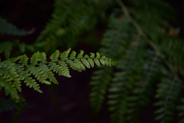 Ormanda Yeşil Eğreltiotu Yaprakları — Stok fotoğraf